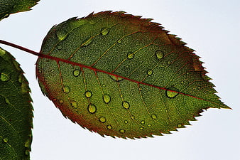 Macro shot of a green leaf with water droplets against a white background