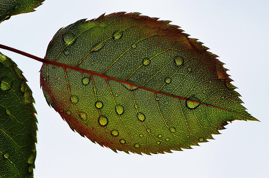 Macro shot of a green leaf with water droplets against a white background
