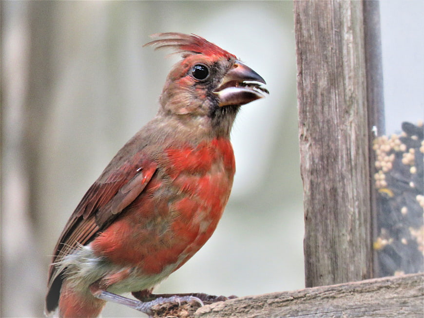 Young Northern Cardinal Eating Seeds on Wooden Perch