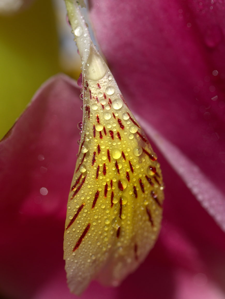 Macro Close-Up of Yellow Petal with Water Droplets