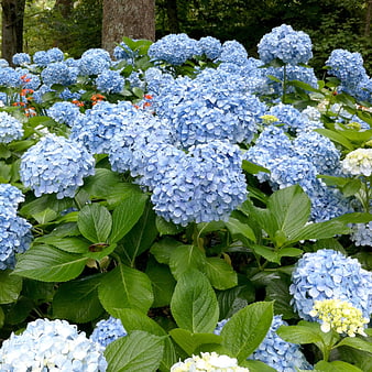 Vibrant Blue Hydrangea Flowers in Lush Summer Garden