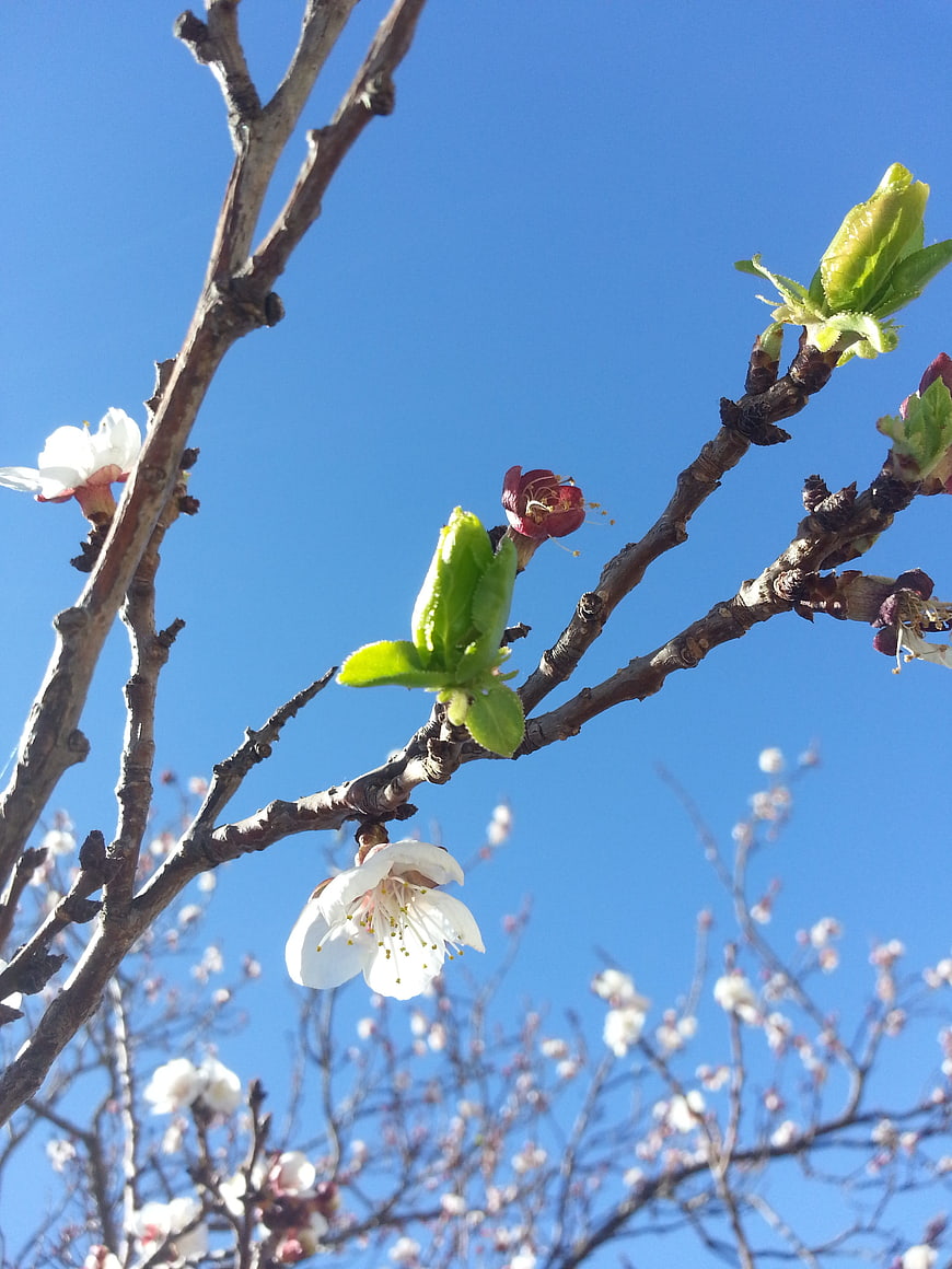 White Blossoms on Tree Branch Against Blue Sky