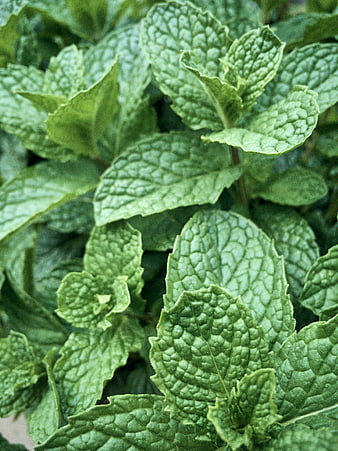 Close-up of fresh green mint leaves texture
