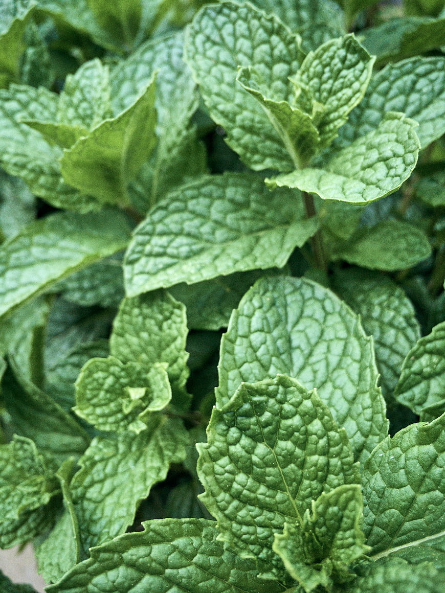 Close-up of fresh green mint leaves texture