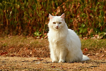 Fluffy White Cat Sitting On Dry Grass In Autumn