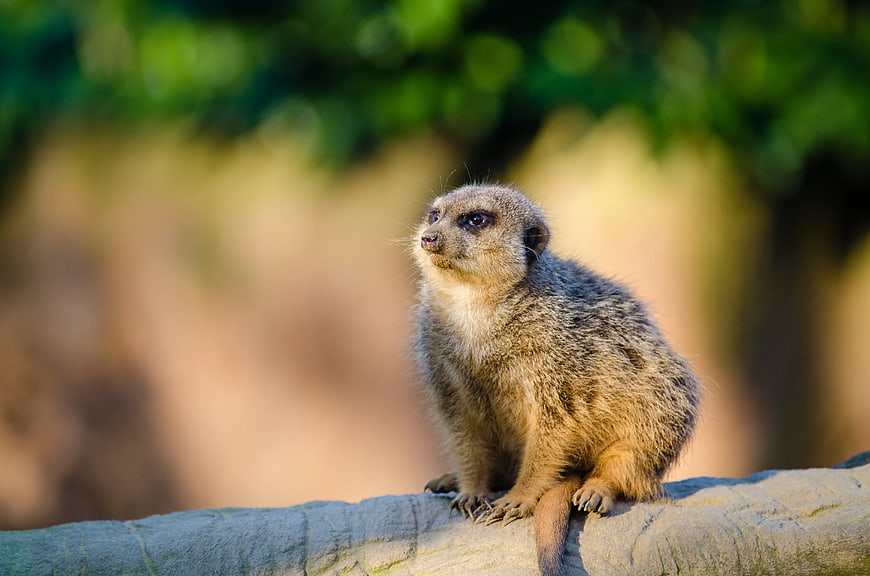 Close-up of a Meerkat Sitting on a Rock