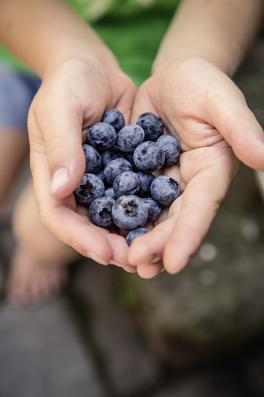 Child's Hands Holding Fresh Blueberries Outdoors