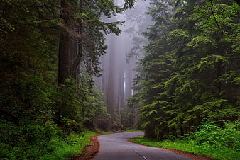 Misty Winding Road Through Lush Redwood Forest