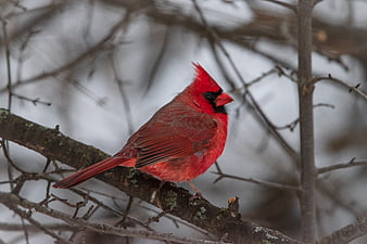 Male Northern Cardinal Perched on Winter Branch