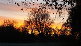 Silhouetted Trees Against Vibrant Orange Sunset Sky