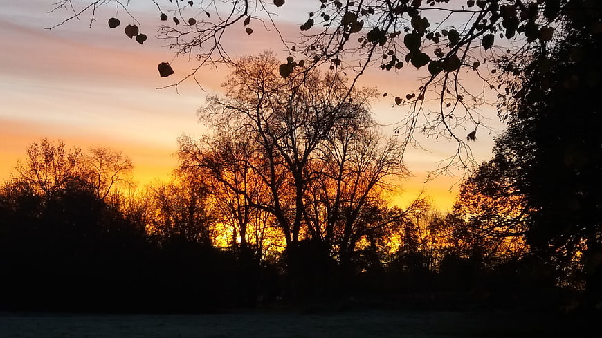 Silhouetted Trees Against Vibrant Orange Sunset Sky