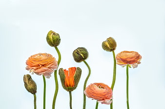 Orange Ranunculus Flowers and Buds on White Background