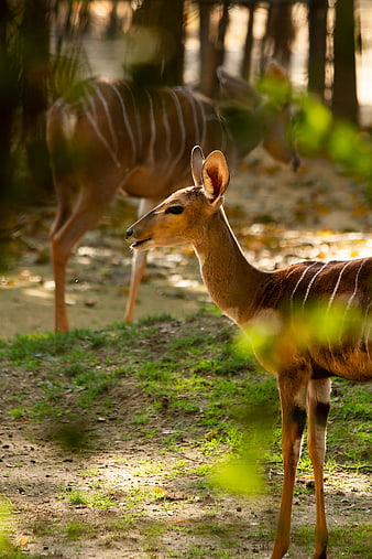 Nyala antelope standing in a sunlit forest clearing with another in background