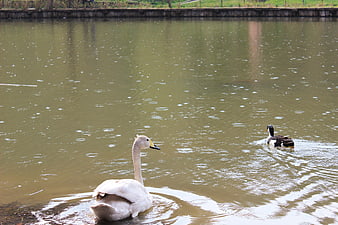 White Swan and Duck Swimming in Rainy Pond