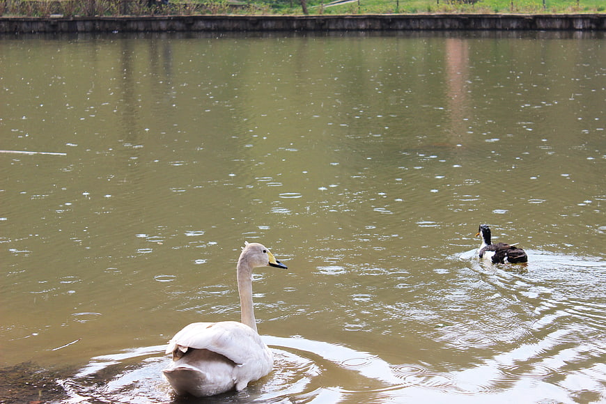 White Swan and Duck Swimming in Rainy Pond