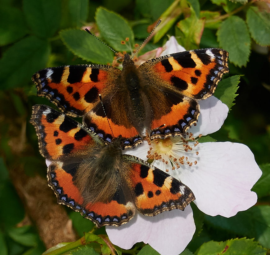 Two Tortoiseshell Butterflies Mating on White Flower