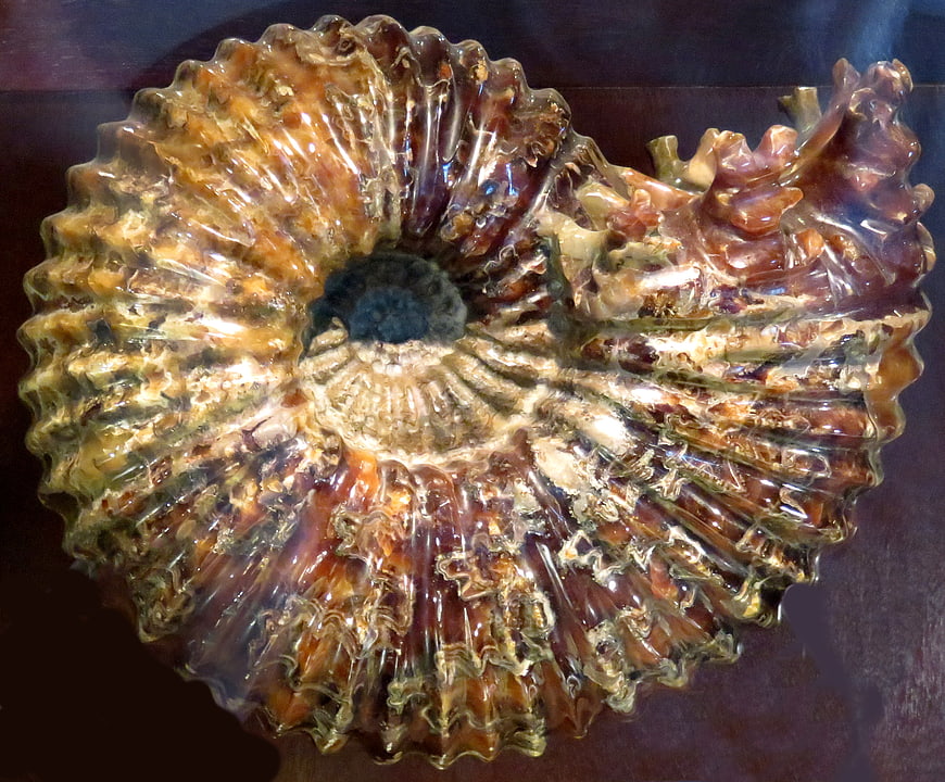 Mineralized Ammonite Fossil with Intricate Spiral Ridges