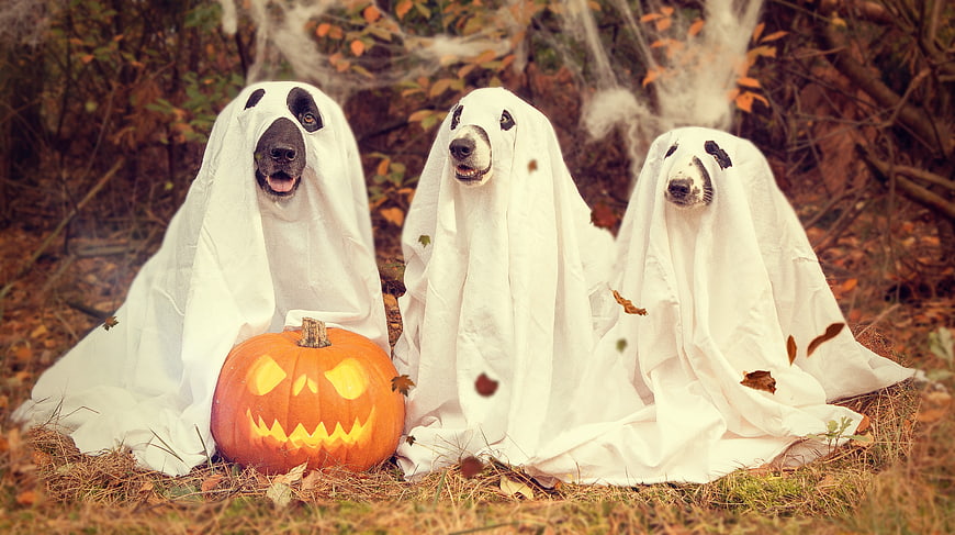 Three dogs in ghost costumes with Halloween pumpkin