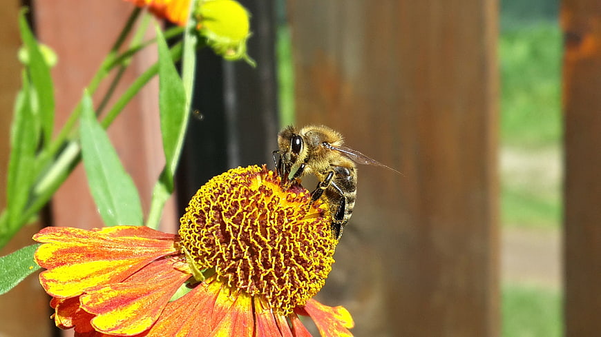 Honeybee Pollinating Orange and Yellow Zinnia Flower