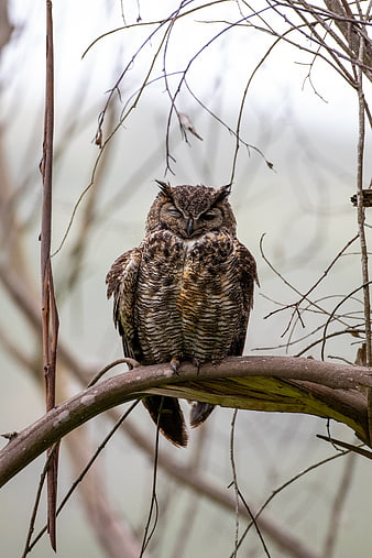 Great Horned Owl Sleeping on a Branch in Winter