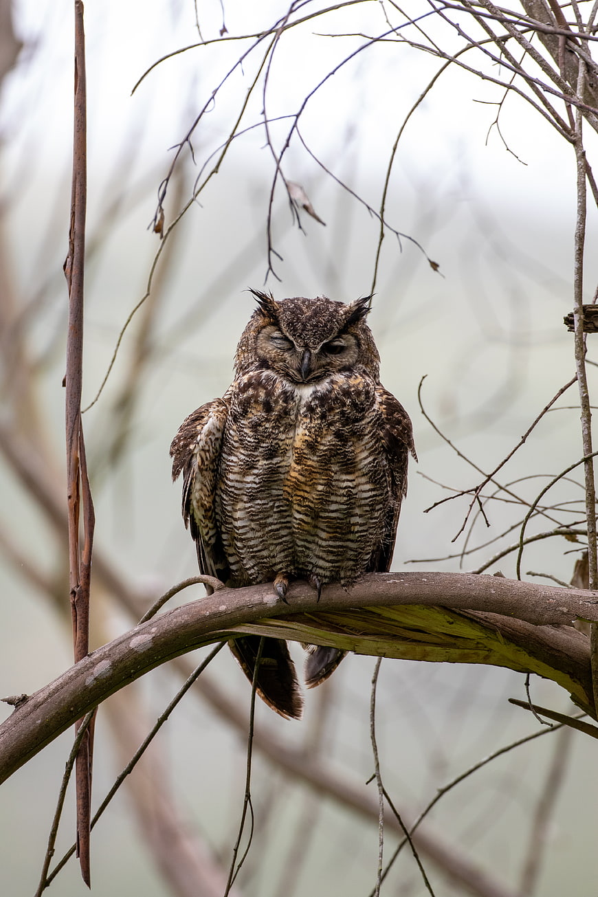 Great Horned Owl Sleeping on a Branch in Winter