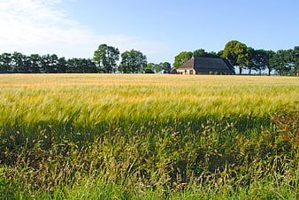 Golden wheat field with traditional farmhouse and trees