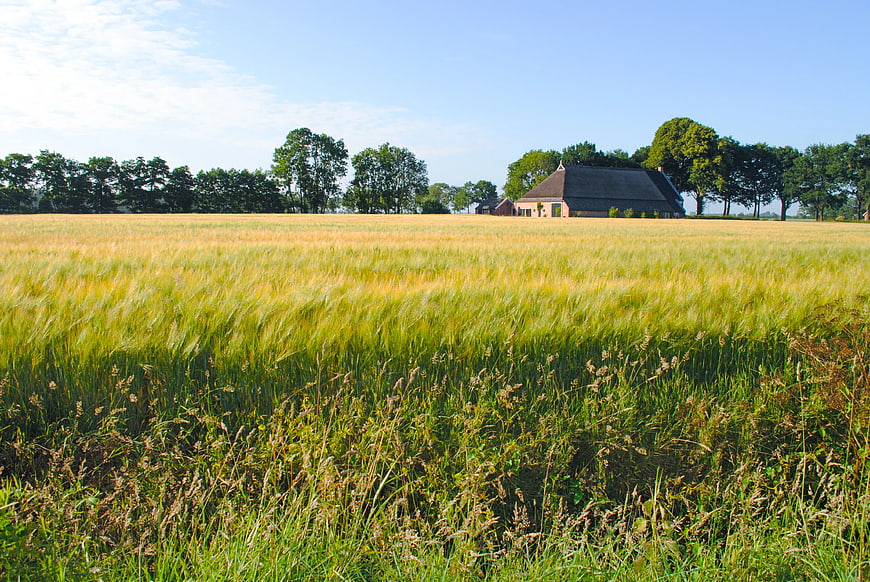 Golden wheat field with traditional farmhouse and trees