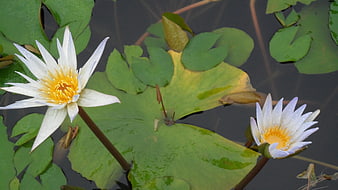 White Water Lilies with Yellow Centers on Green Lily Pads