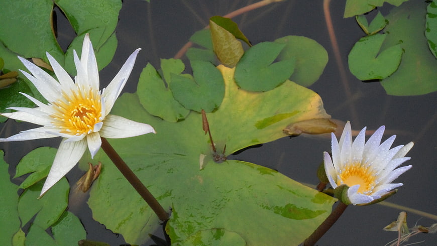 White Water Lilies with Yellow Centers on Green Lily Pads
