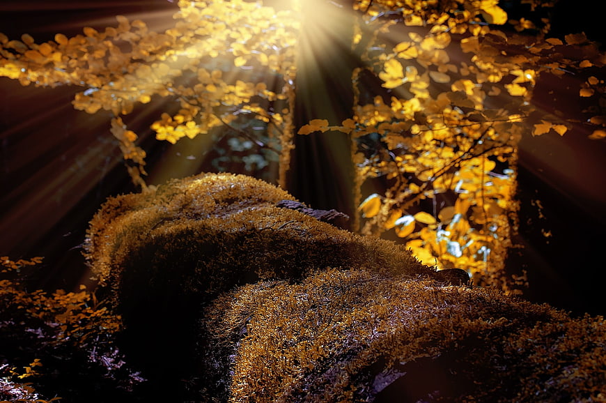 Sunbeams illuminating mossy log in golden autumn forest