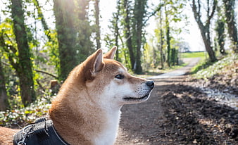 Shiba Inu Dog Profile on Forest Path