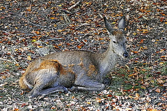 Red Deer Doe Resting in Autumn Forest