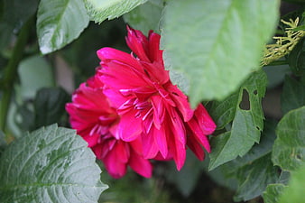 Vibrant Pink Dahlia Flower Surrounded by Green Leaves