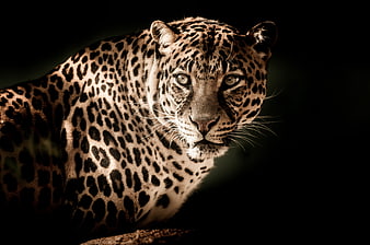 Close-up portrait of a leopard against a dark background