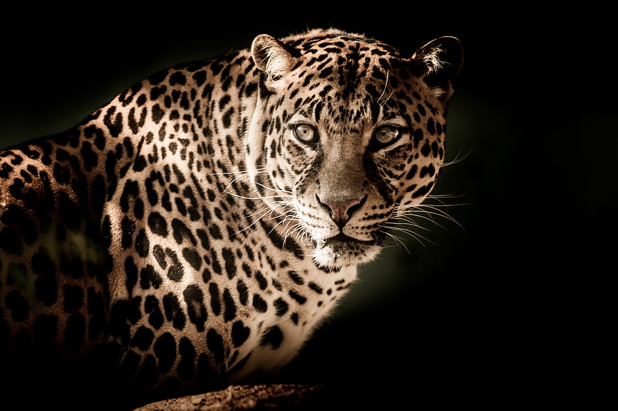 Close-up portrait of a leopard against a dark background