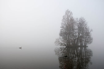 Misty lake with trees and duck reflection