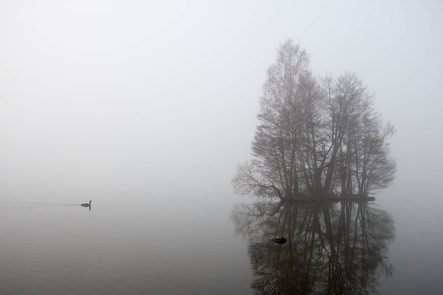Misty lake with trees and duck reflection