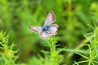 Blue butterfly on green plant with blurred background