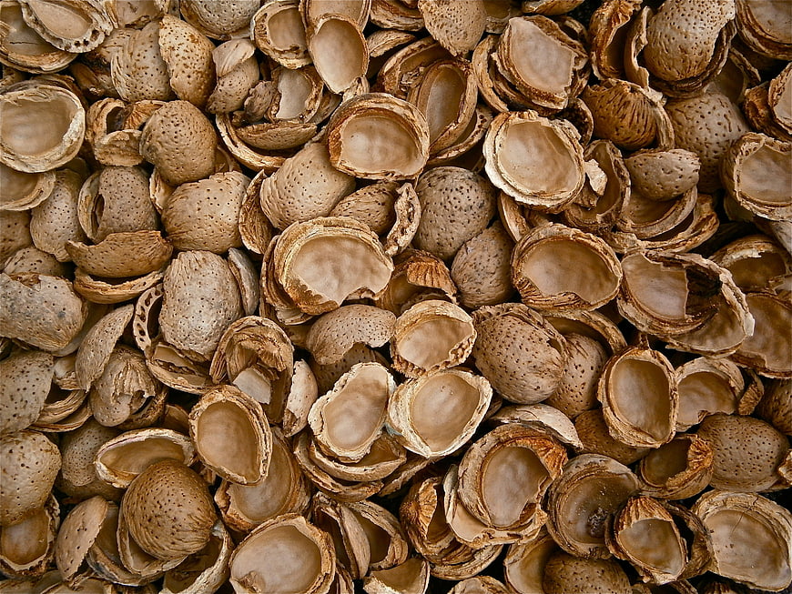 Close-up texture of cracked almond shells background
