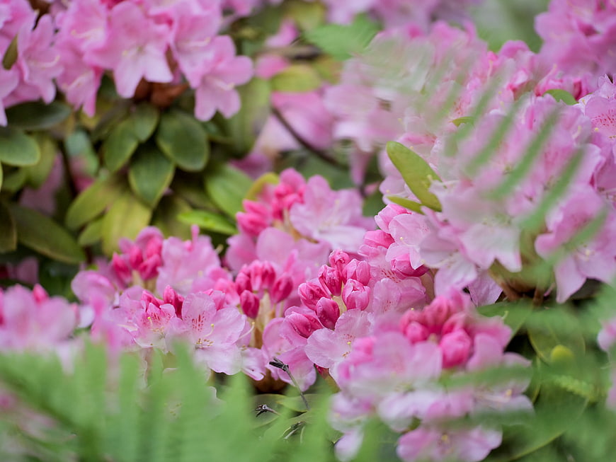 Close-up of blooming pink rhododendron flowers in a garden