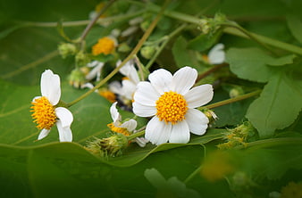 Close-up of white wildflowers with yellow centers on green leaves