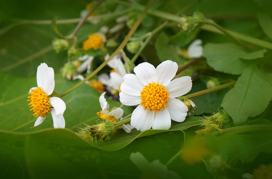 Close-up of white wildflowers with yellow centers on green leaves