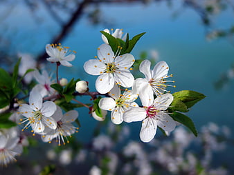 White Cherry Blossoms Close Up Against Blue Sky