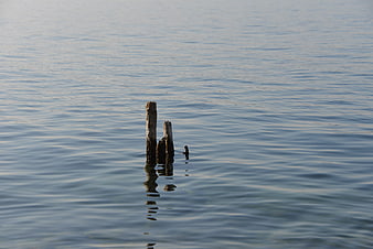 Weathered Wooden Stakes in Calm Lake Water