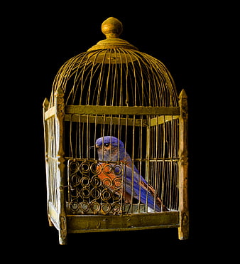 Bluebird in Vintage Gold Cage on Black Background