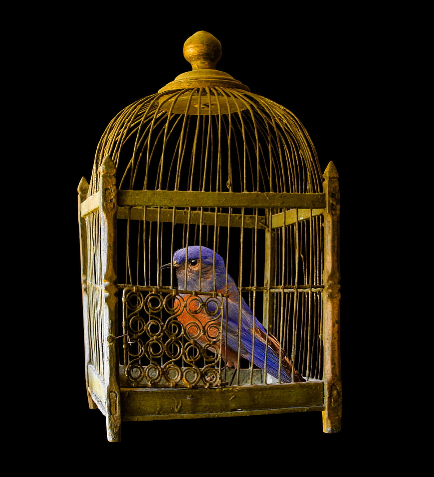 Bluebird in Vintage Gold Cage on Black Background