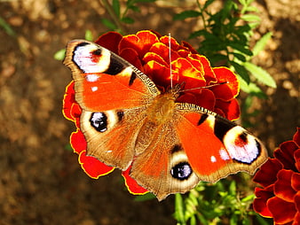 Peacock Butterfly on Red Marigold Flower Closeup