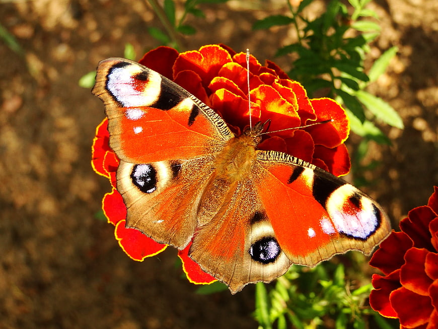 Peacock Butterfly on Red Marigold Flower Closeup