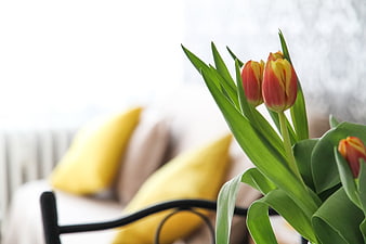 Red and yellow tulips in a vase with a blurred living room background