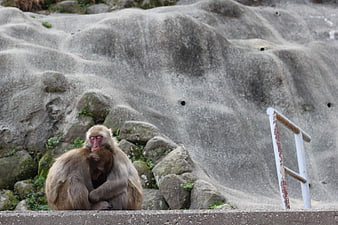 Japanese Macaques Grooming on Rocks in Zoo Enclosure